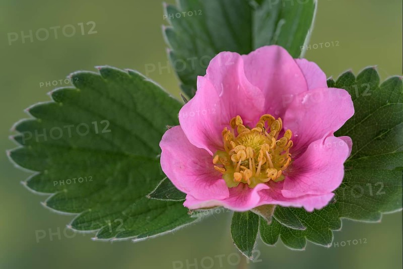 Ornamental strawberry (Fragaria x ananassa)