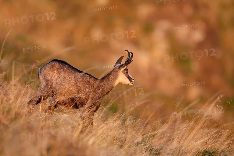 Chamois (Rupicapra rupicapra)