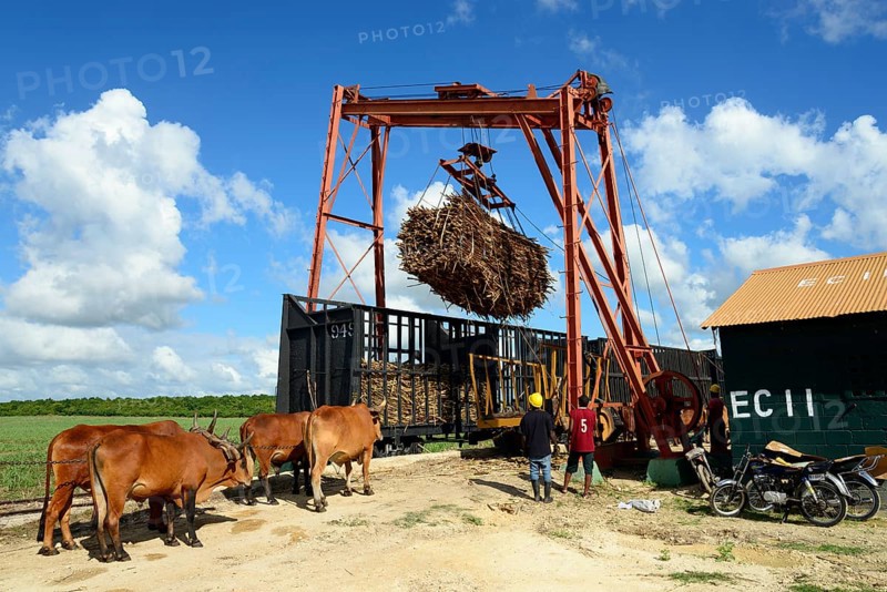 Oxcart