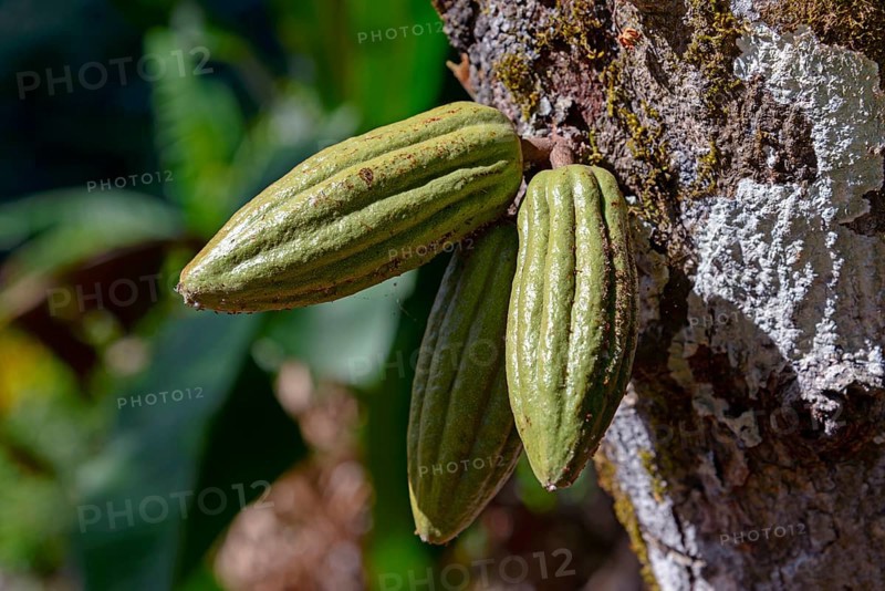 Cacao