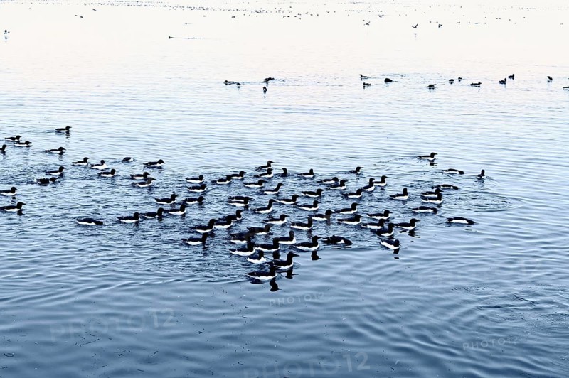 Thick-billed gulls (Uria lomvia) or Brunnich's guillemot swimming