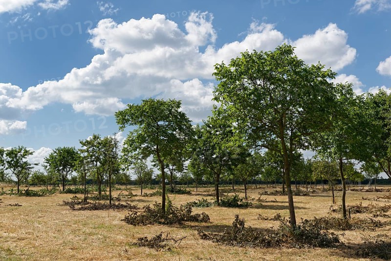 Apple trees (Malus)