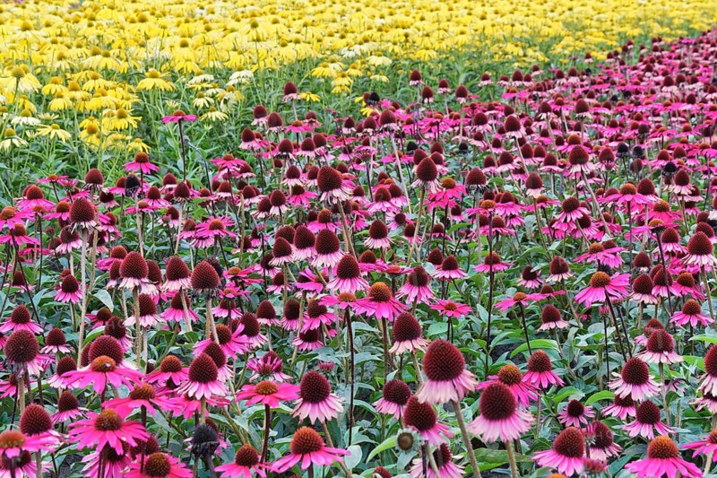 Purple coneflower (Echinacea purpurea)