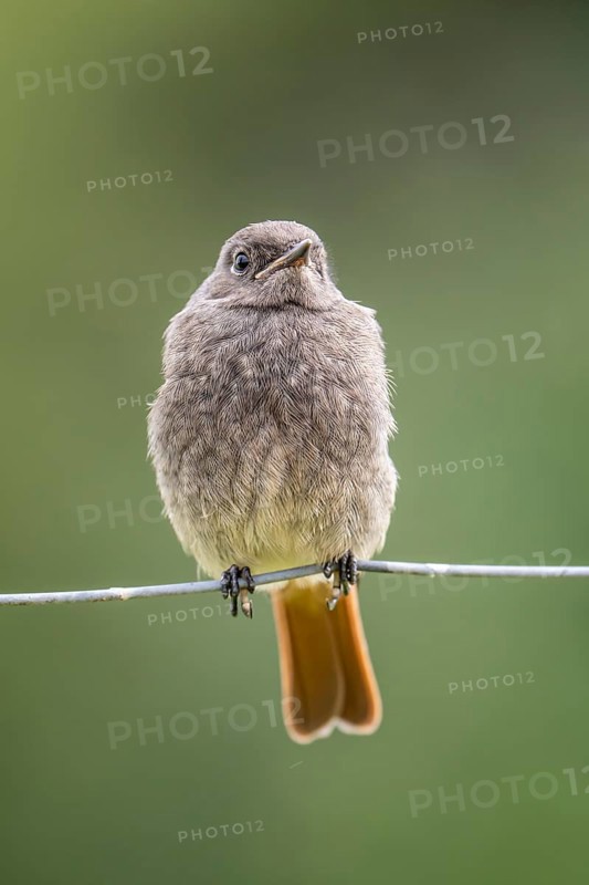 Black redstart (Phoenicurus ochruros)
