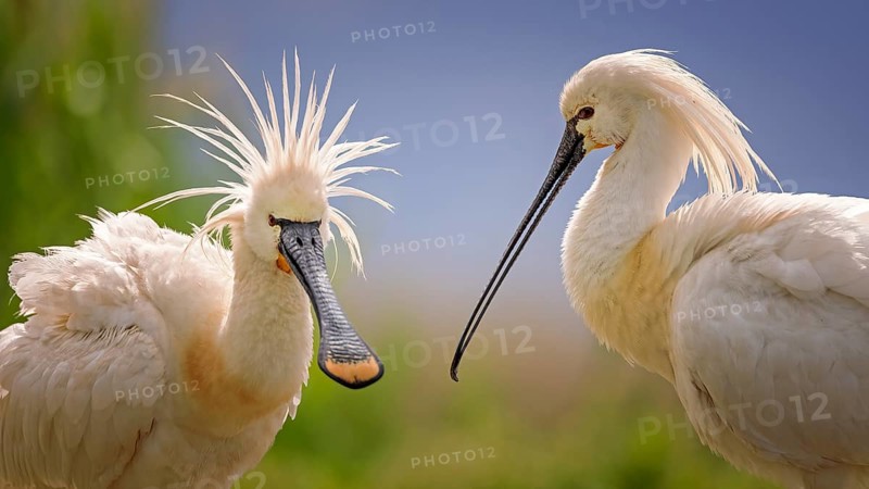Eurasian spoonbill (Platalea leucorodia) Spoonbill