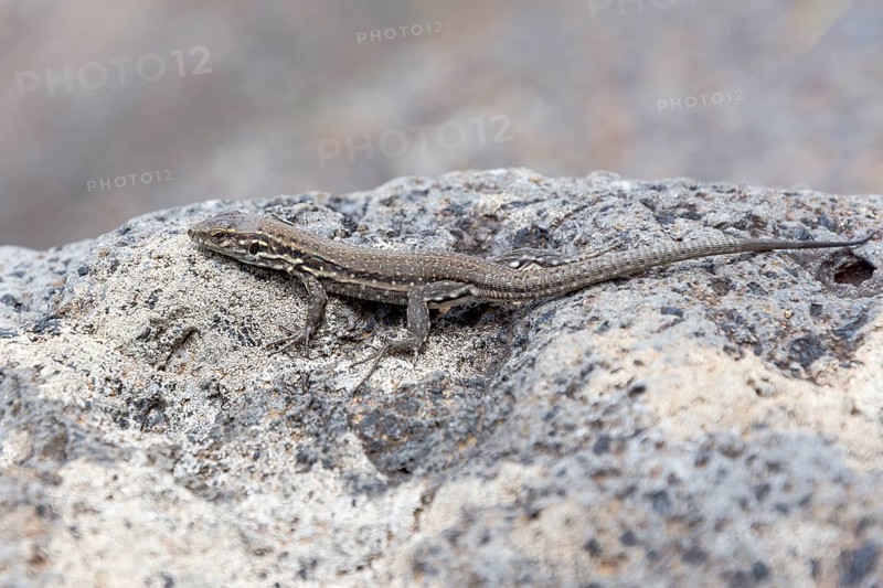 Small Canary Island Lizard National Park (Gallotia caesaris)