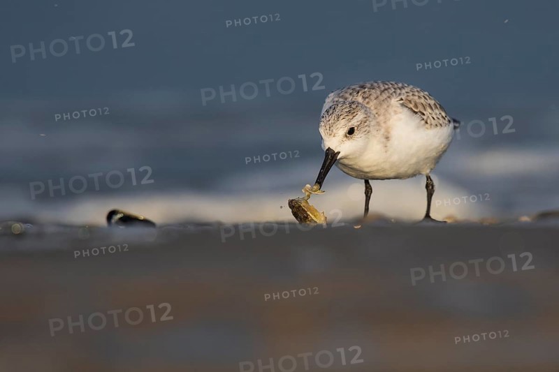 Sanderling (Calidris alba)