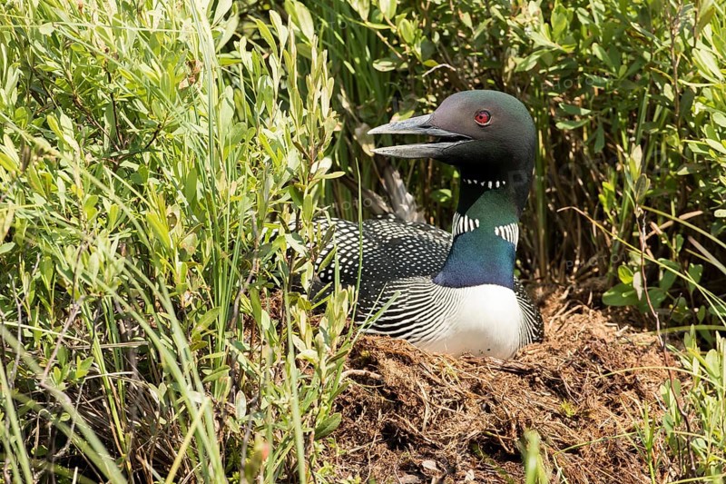 Common Loona adult on nest (Gavia always)