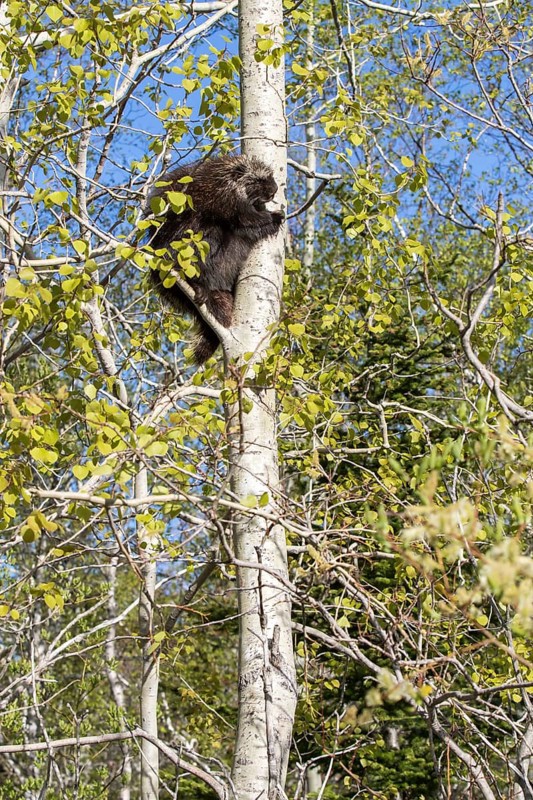 North American porcupine (Erethizon dorsatum)