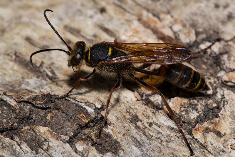 Mud (Sceliphron curvatum) dauber wasp