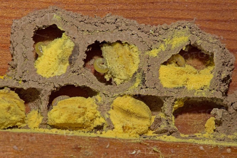 Red mason bee (Osmia bicornis)