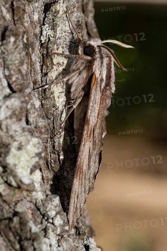 Pine hawk-moth (Sphinx pinastri)