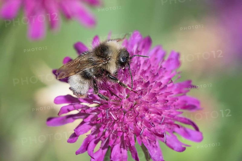 Probably forest fur bee (Anthophora furcata)