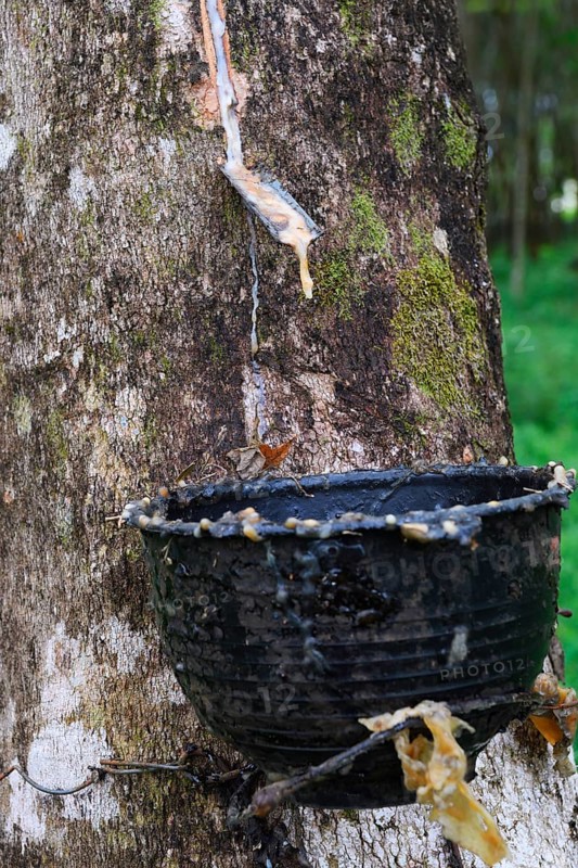 Extraction of natural rubber