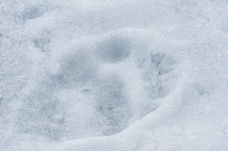 Polar bear (Ursus maritimus) tracks on ice