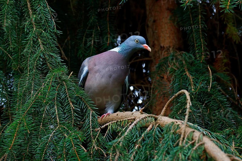 Common wood pigeon (Columba palumbus) in spruce