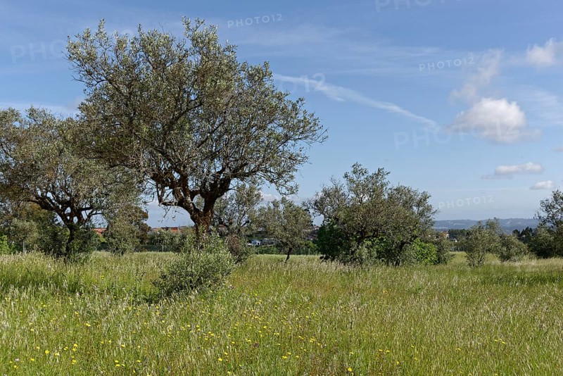 Olive grove (Olea europaea)