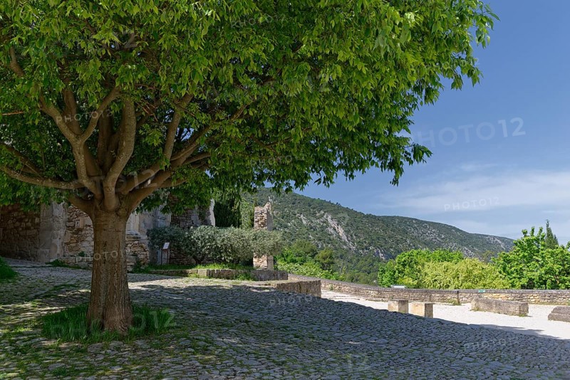 European hackberry tree (Celtis australis)