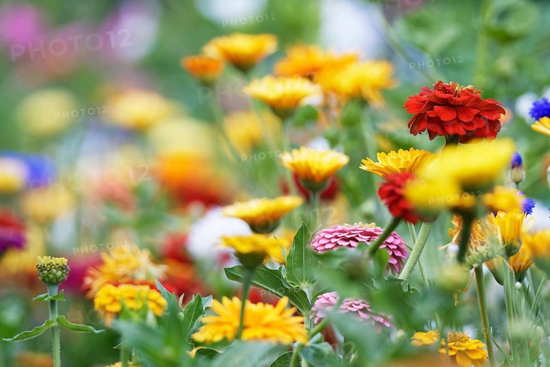 Elegant zinnia (Zinnia elegans)