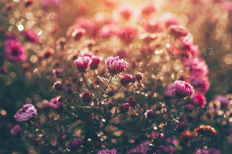 Cushion aster (Aster dumosus) against the light