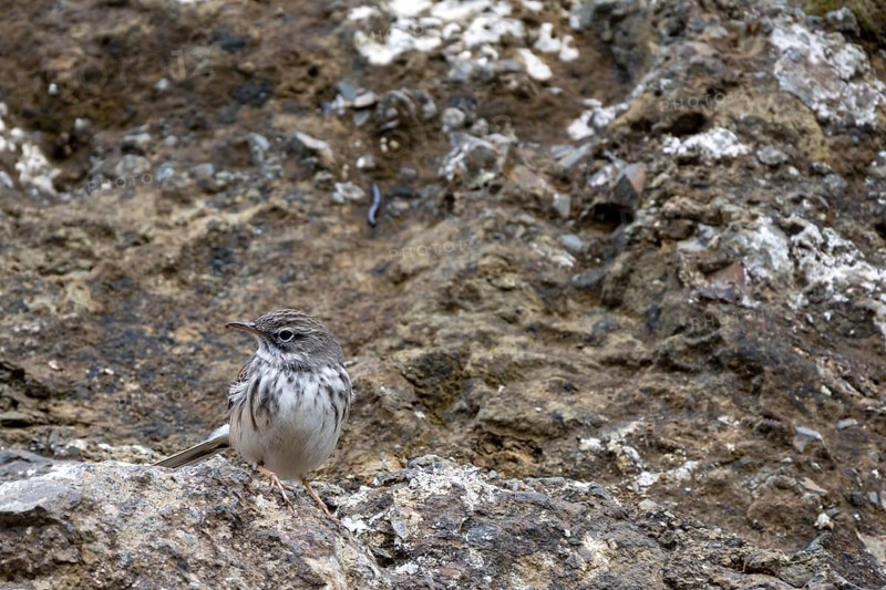 Berthelot's Pipit (Anthus berthelotii)