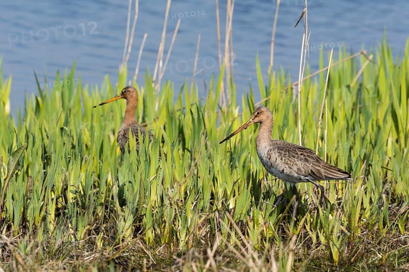 Black-tailed godwits (Limosa limosa)