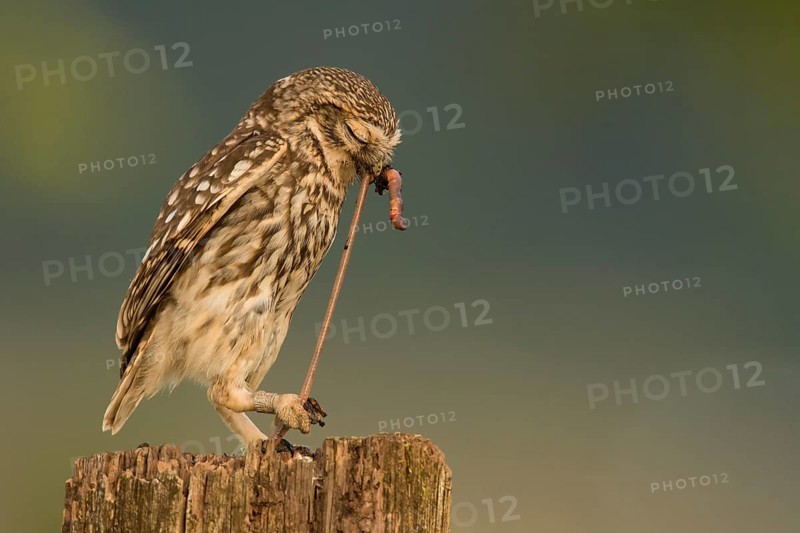 Little owl (Athene noctua)
