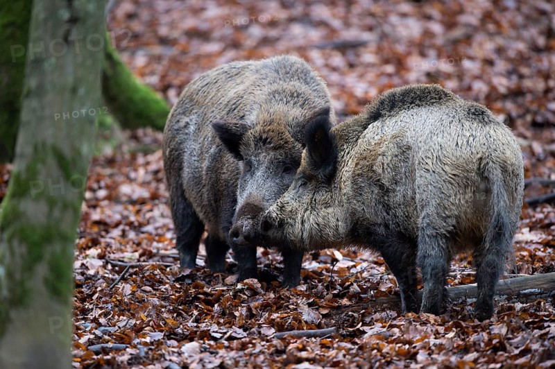 Wild Boar (Sus scrofa)