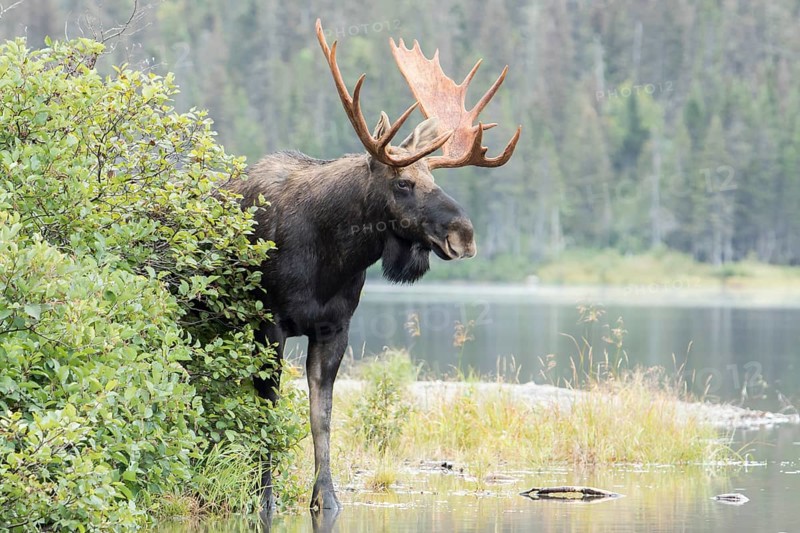 Dominant elk bull on the lakeshore during the rutting season