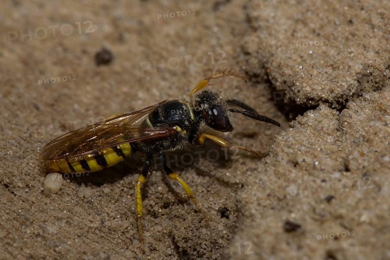 European beewolf (Philanthus triangulum) at the nest entrance