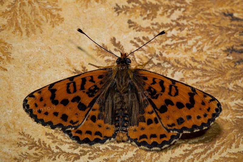 Spotted fritillary (Melitaea didyma)