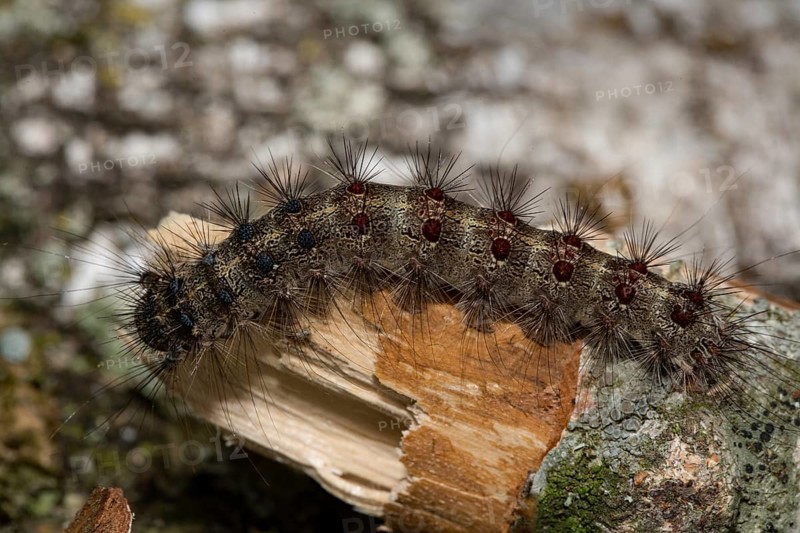 Gypsy moth (Lymantria dispar)
