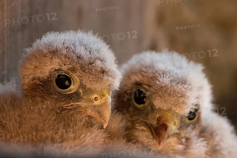 Common kestrel