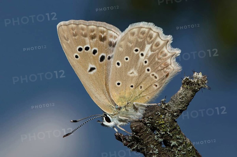 Meleager's (Polyommatus daphnis) blue