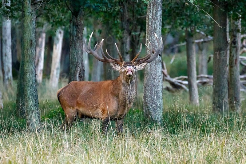 Red deer (Cervus elaphus)