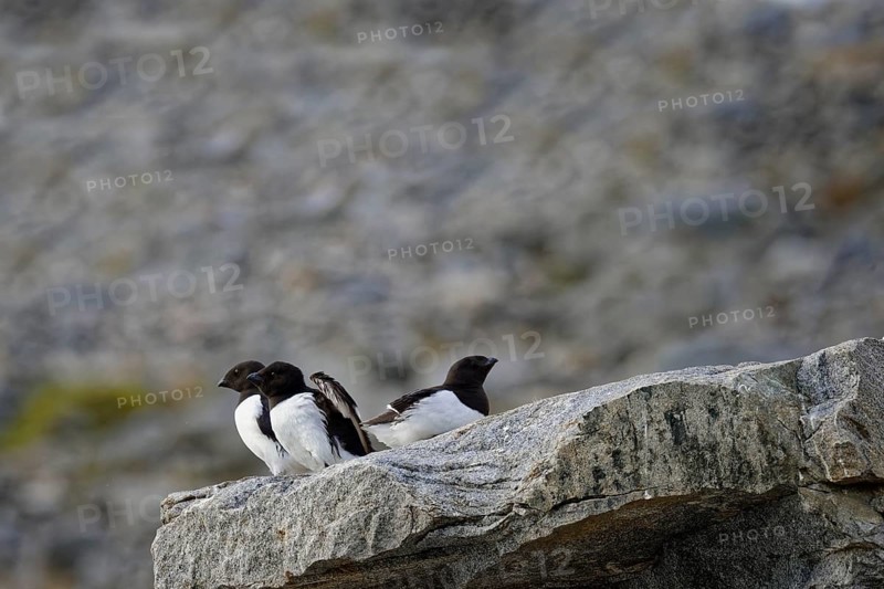 Thick-billed murre (Uria lomvia) or Brunnich's Guillemot on rocks