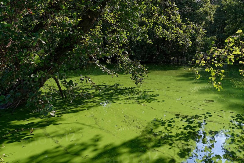 Pond in nature parc Schwalm-Nette