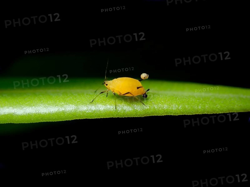 Oleander aphid (Aphis nerii)
