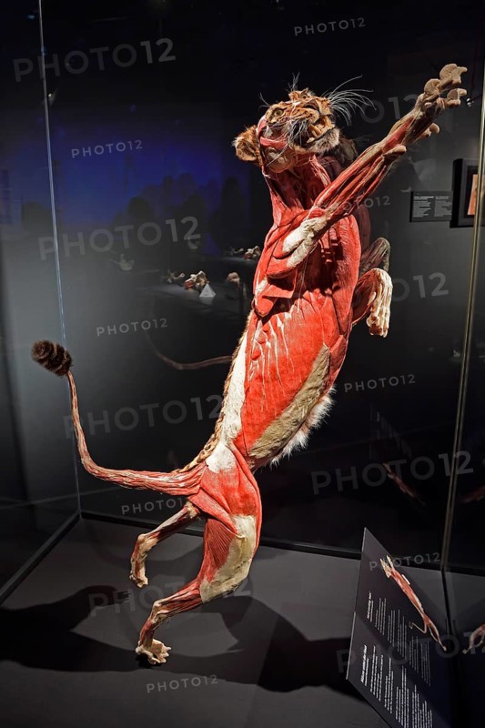 Taxidermy