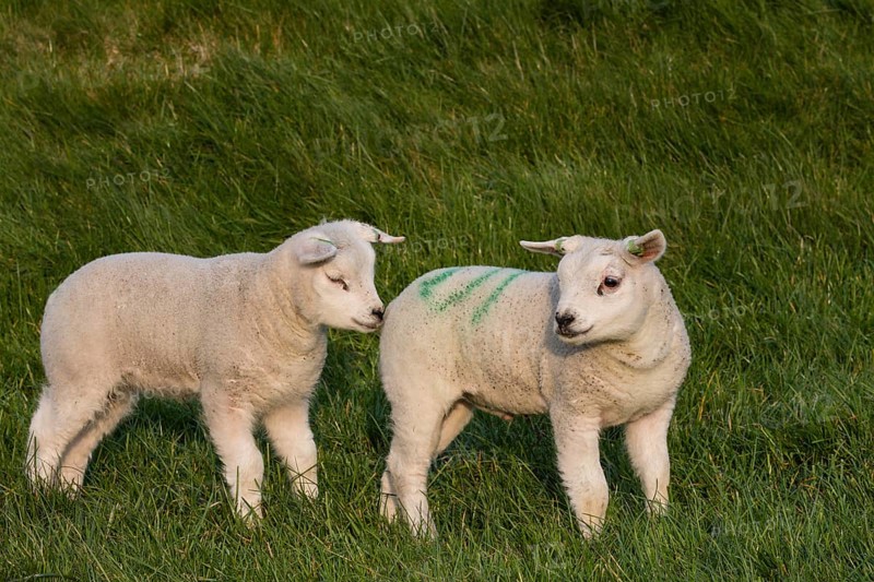 Texel sheep