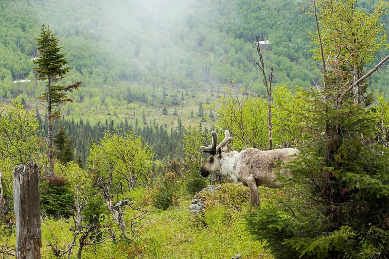 Caribou