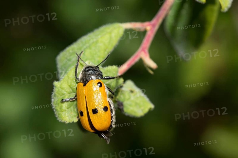 Lachnaia sexpunctata