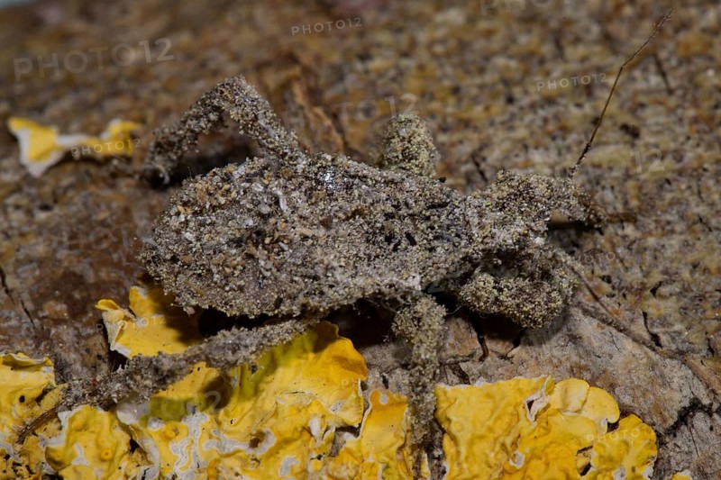 Masked (Reduvius personatus) hunter