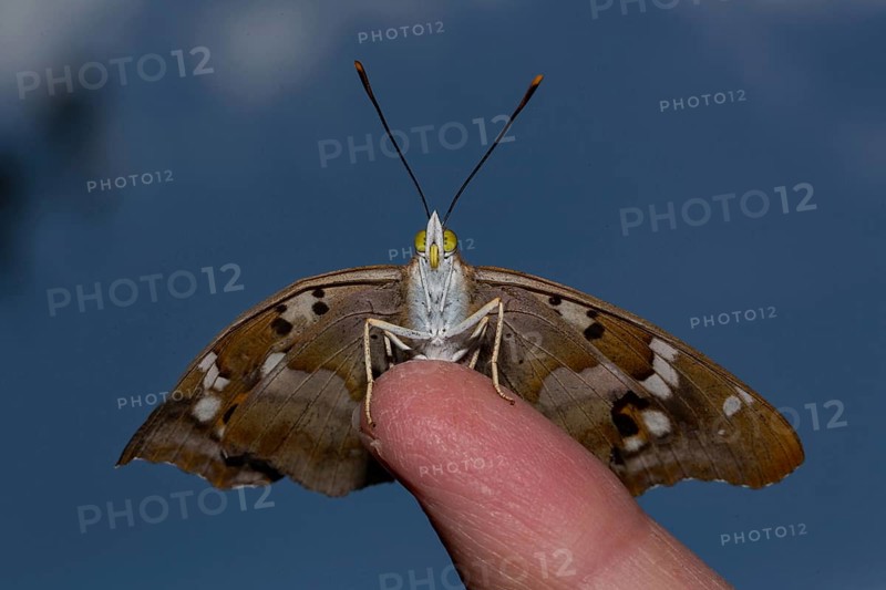 Lesser purple emperor (Apatura ilia)