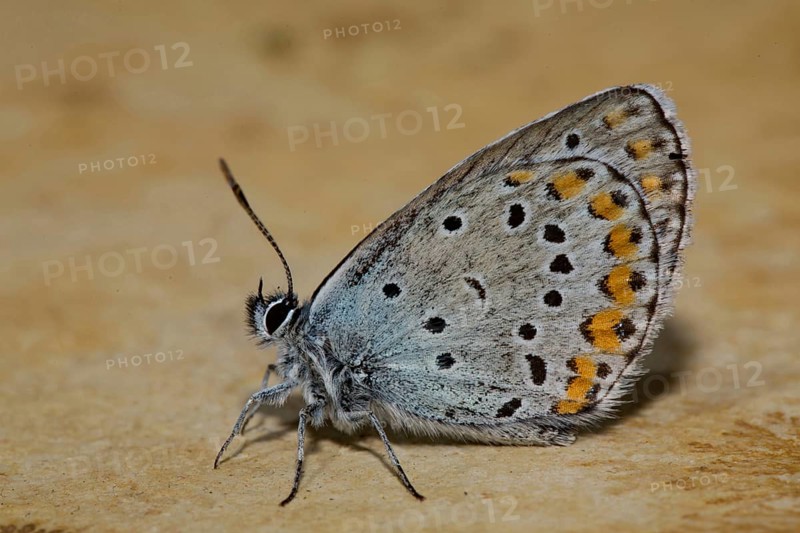 Reverdin blue (Plebejus argyrognomon)