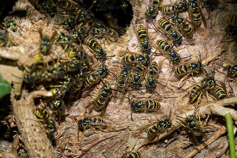 Common wasps (Vespula vulgaris)