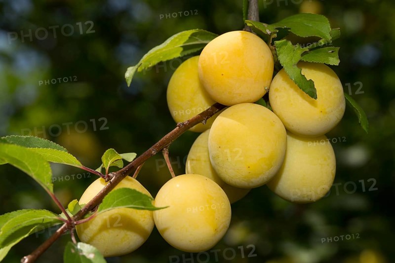 Mirabelle plum (Prunus domestica subsp. syriaca)