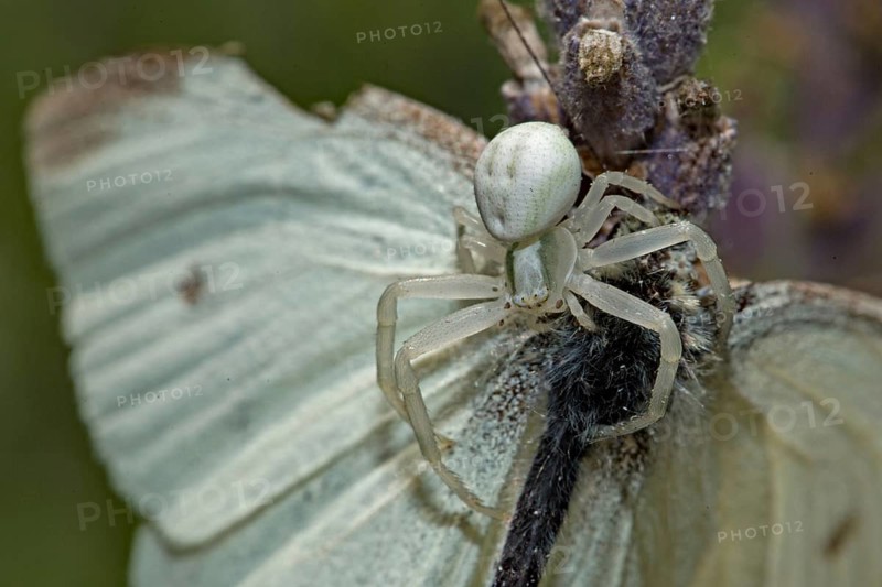 Goldenrod crab spider (Misumena vatia) with captured butterfly