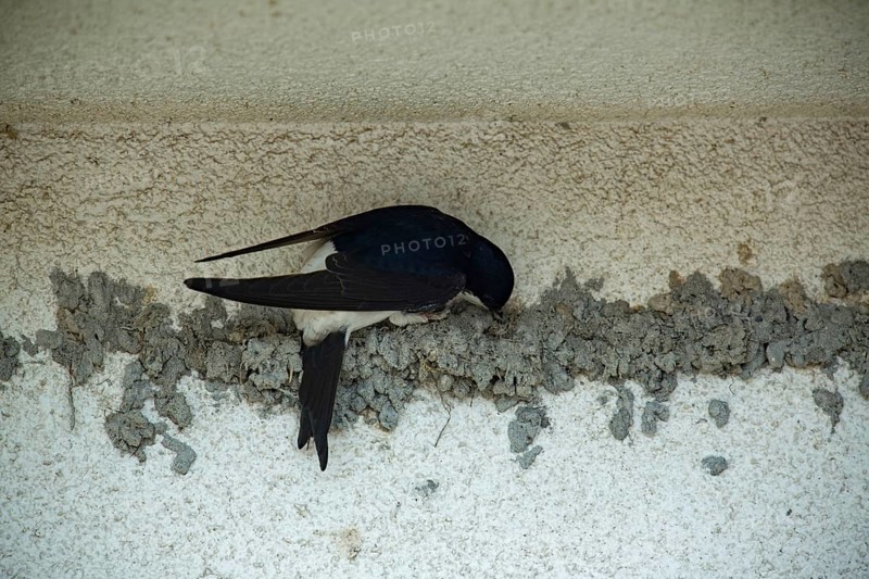 Common house martin (Delichon urbicum)