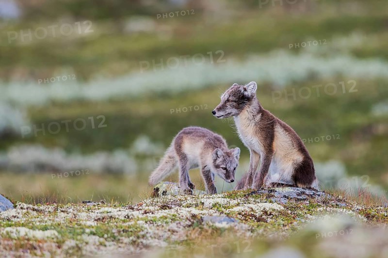 Arctic fox (Vulpes lagopus)
